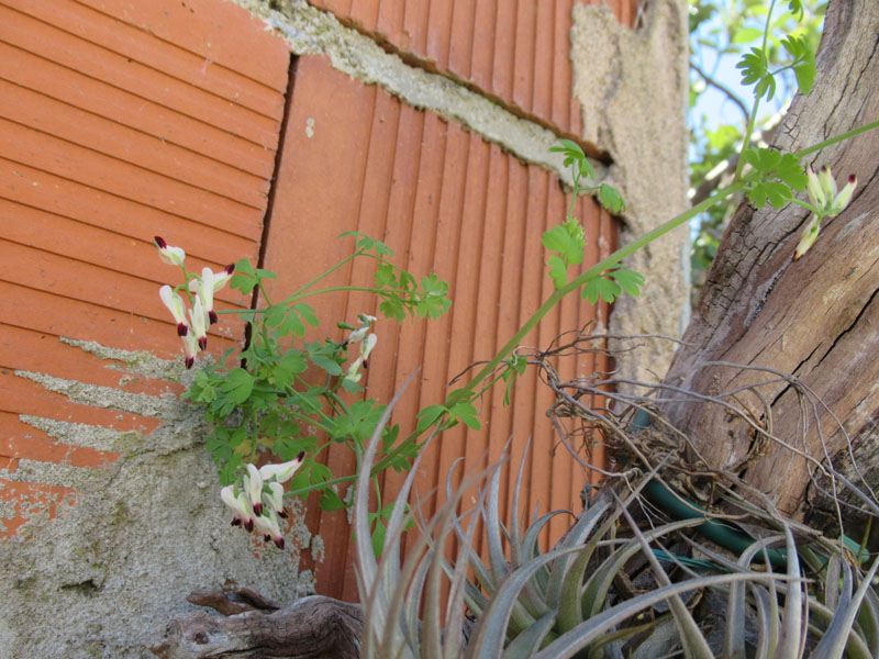 Plante fleur blanche extrémité bordeaux Fumeterre Grimpante blanche. Img_3810