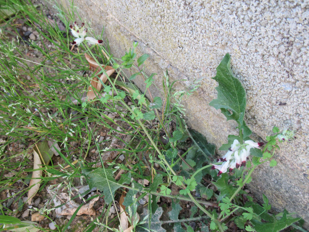 Plante fleur blanche extrémité bordeaux Fumeterre Grimpante blanche. Img_7812