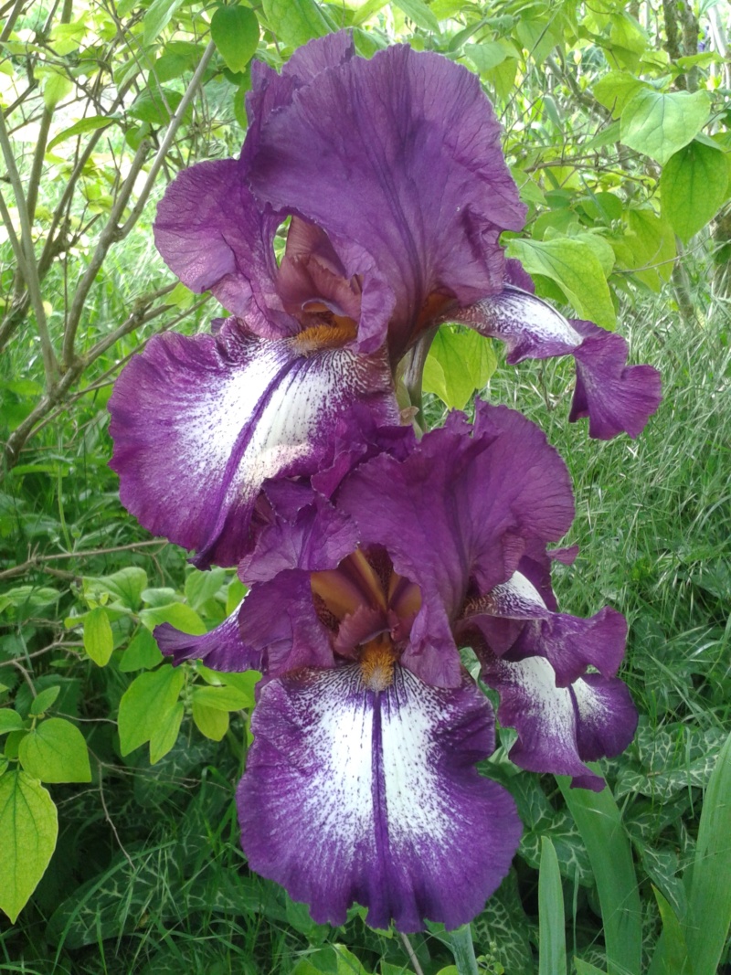 Iris 'Mascarade' - Flora [Identification] Maripo10