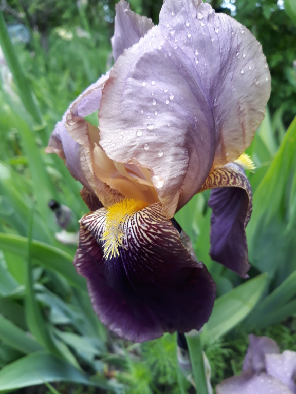 Iris violet bitone - Flora [identification en cours] Mme_he10