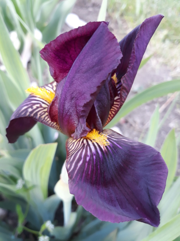 Iris 'Red Orchid' [Identification] Peau_r10