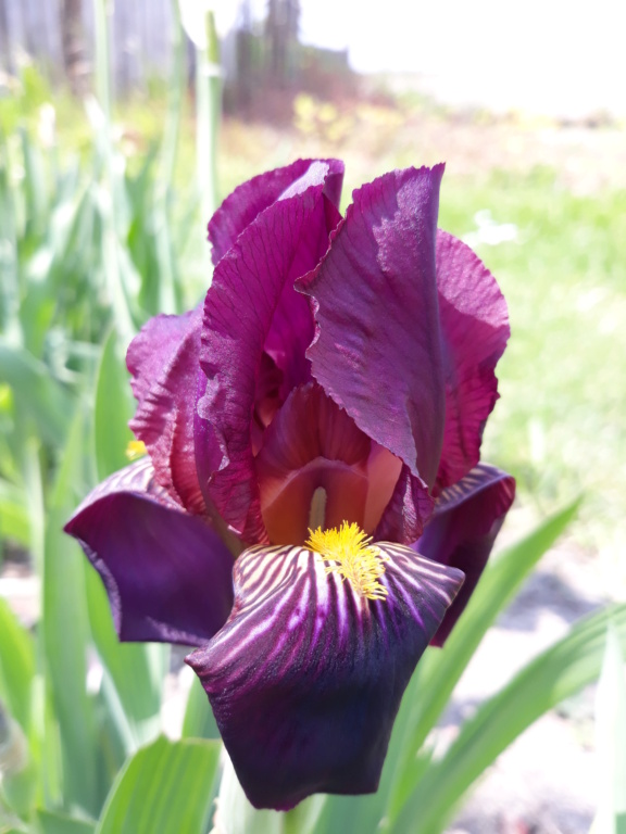 Iris 'Red Orchid' [Identification] Peau_r11