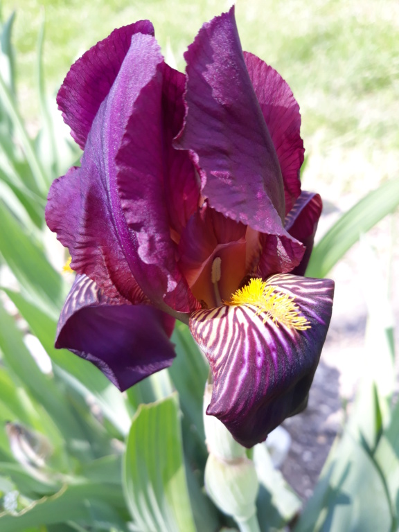 Iris 'Red Orchid' [Identification] Peau_r12