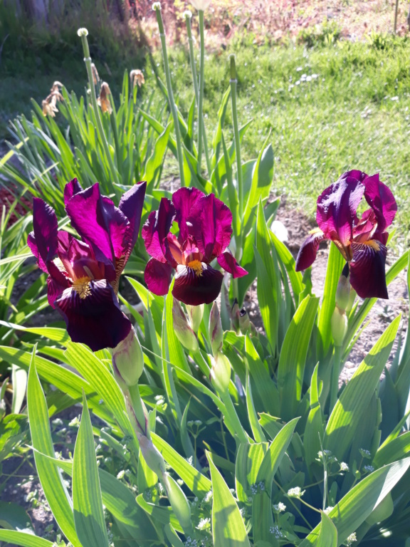 Iris 'Red Orchid' [Identification] Peau_r15