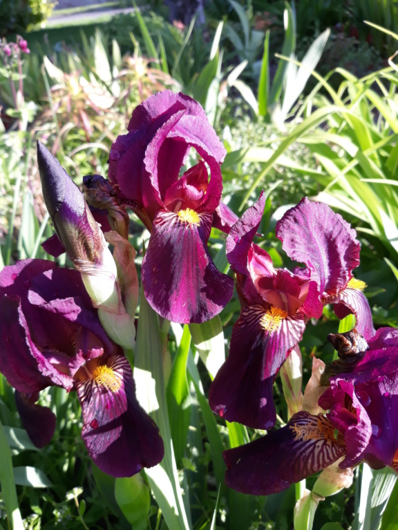 Iris 'Red Orchid' [Identification] Peau_r16