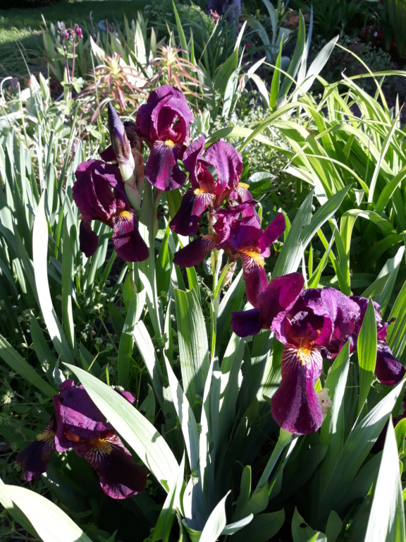 Iris 'Red Orchid' [Identification] Peau_r17