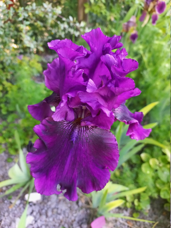 Floraison d'iris de 2017 ....... à 2022 - Page 9 Purple10