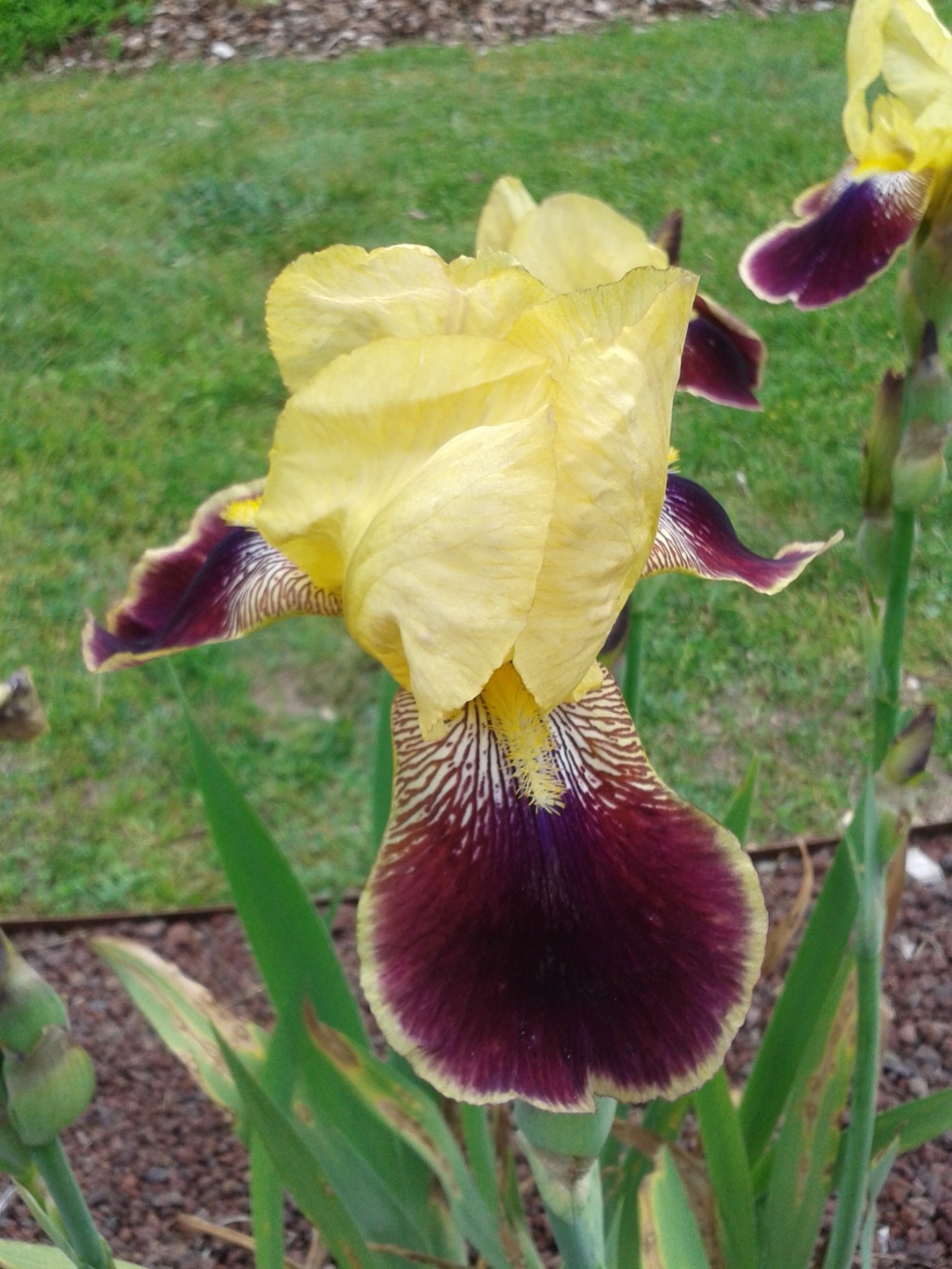 Iris - demande d'identification - variegata jaune citron/rouge carmin brillant Rabela11