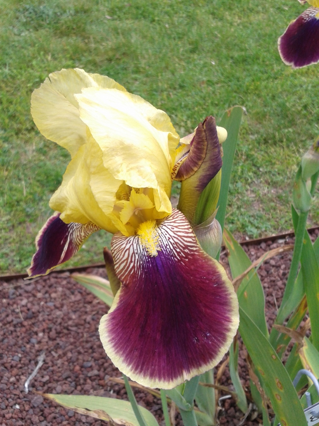 Iris - demande d'identification - variegata jaune citron/rouge carmin brillant Rabela12