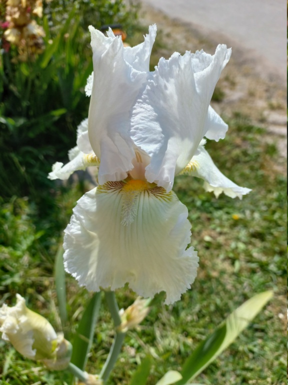 Iris blanc - Flora [identification en cours] Skatin12