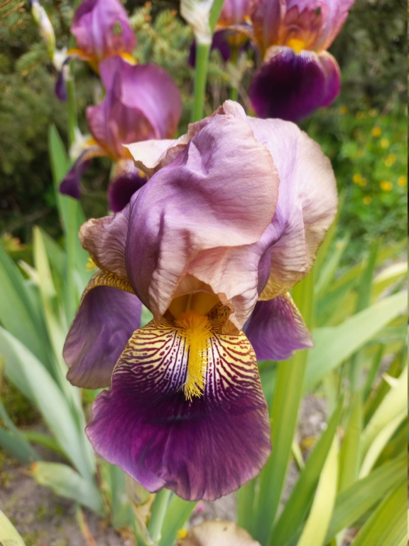 Iris - demande d'identification - bitone prune pourpré St_wan13