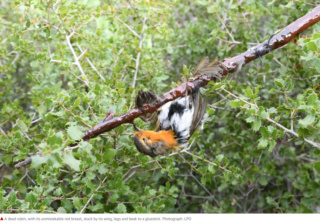 Les oiseaux - Page 4 Scree446