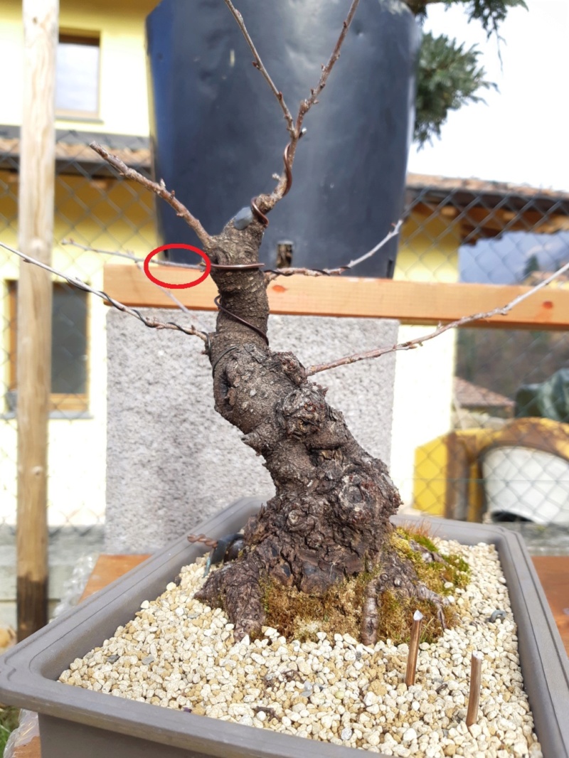 Prunus mahaleb 20190211