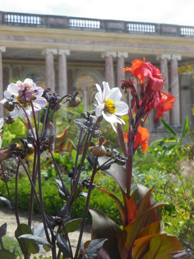 Le Parterre Africain du Grand Trianon Imgp1935