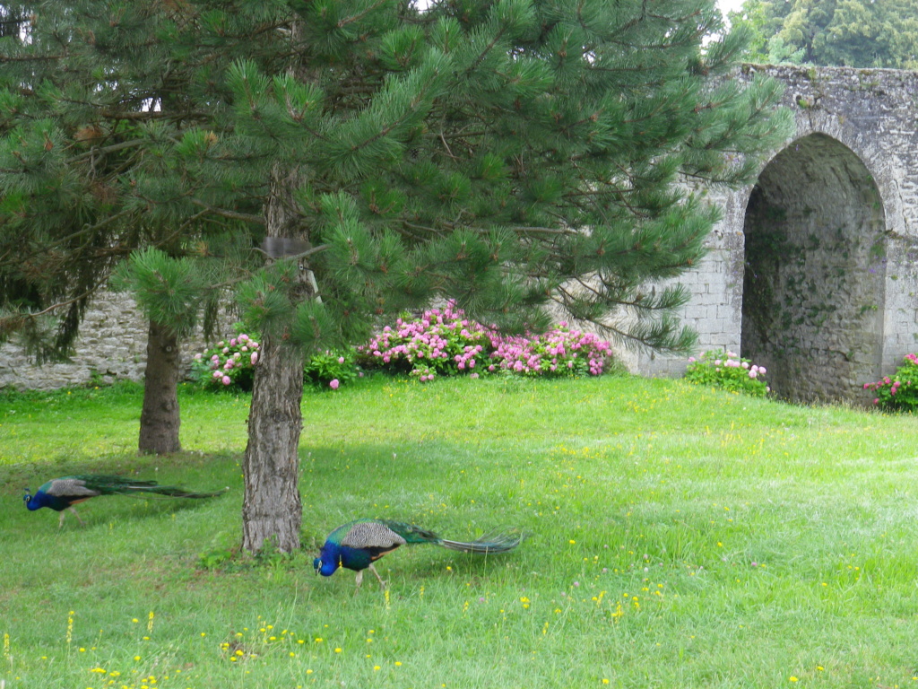 A 30 km au sud de Lyon,  le château de Septème Imgp2658