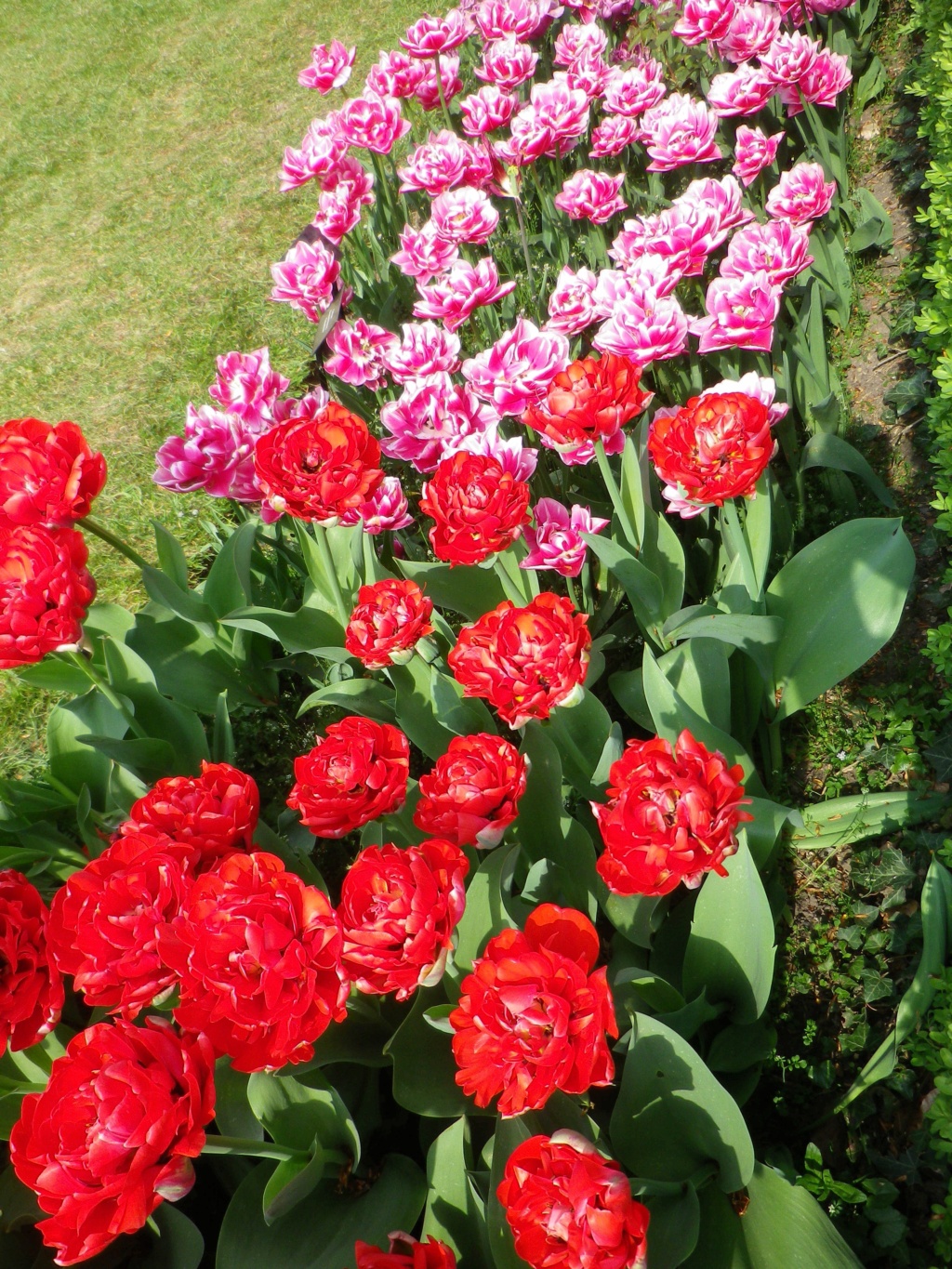 En Belgique, Floralies du château du Grand Bigard,  et   Tulipomania Imgp3171