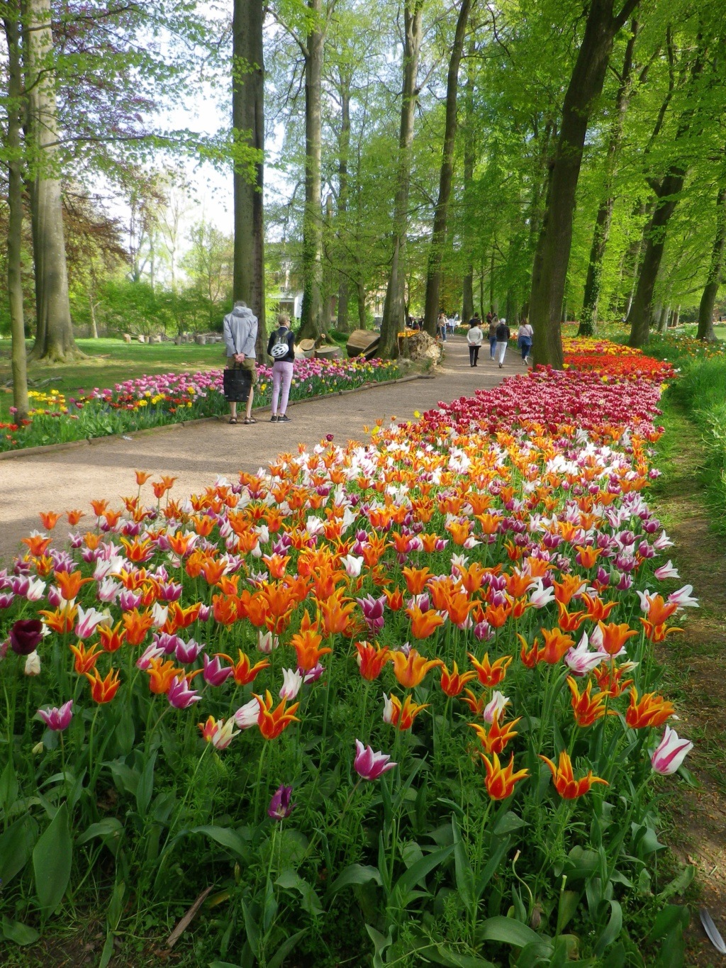 En Belgique, Floralies du château du Grand Bigard,  et   Tulipomania Imgp3176
