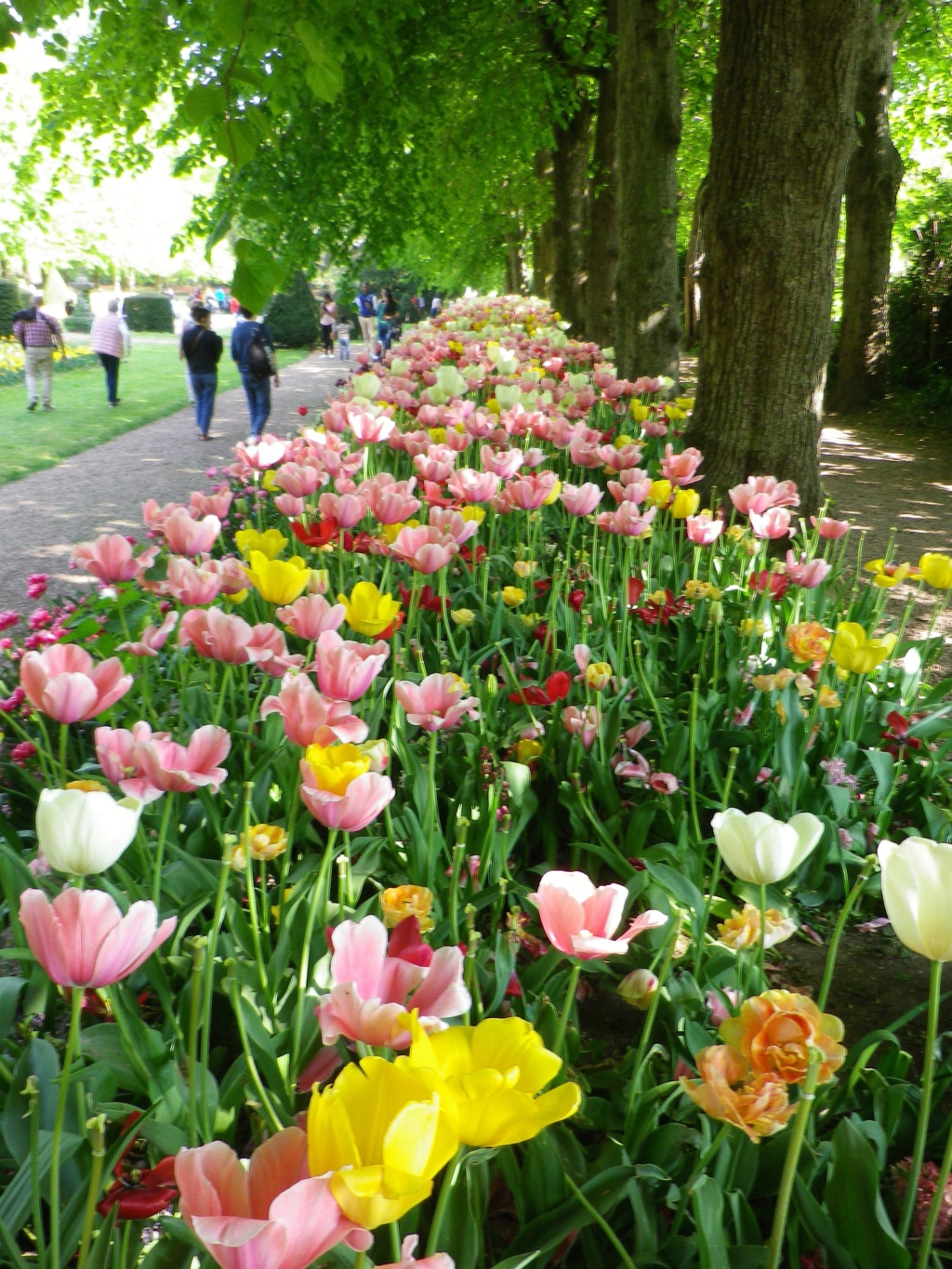 En Belgique, Floralies du château du Grand Bigard,  et   Tulipomania Imgp3180