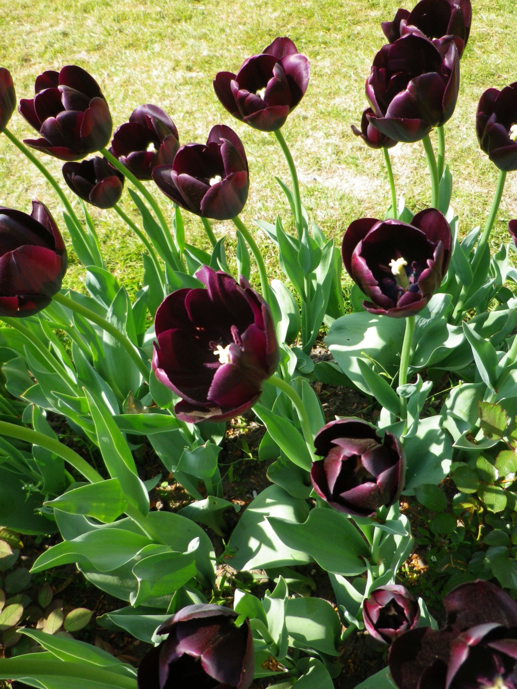 En Belgique, Floralies du château du Grand Bigard,  et   Tulipomania Imgp3187