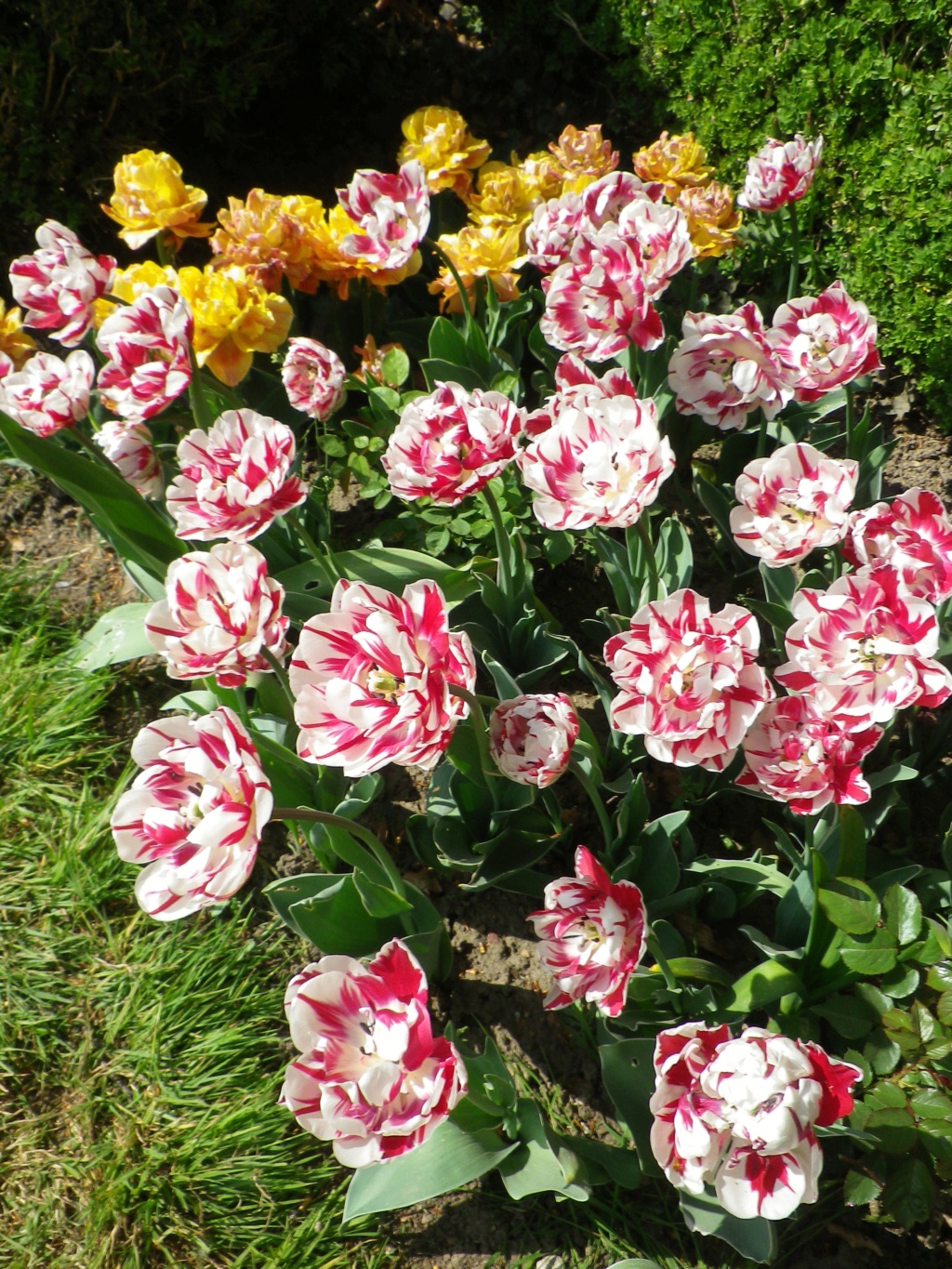 En Belgique, Floralies du château du Grand Bigard,  et   Tulipomania Imgp3188