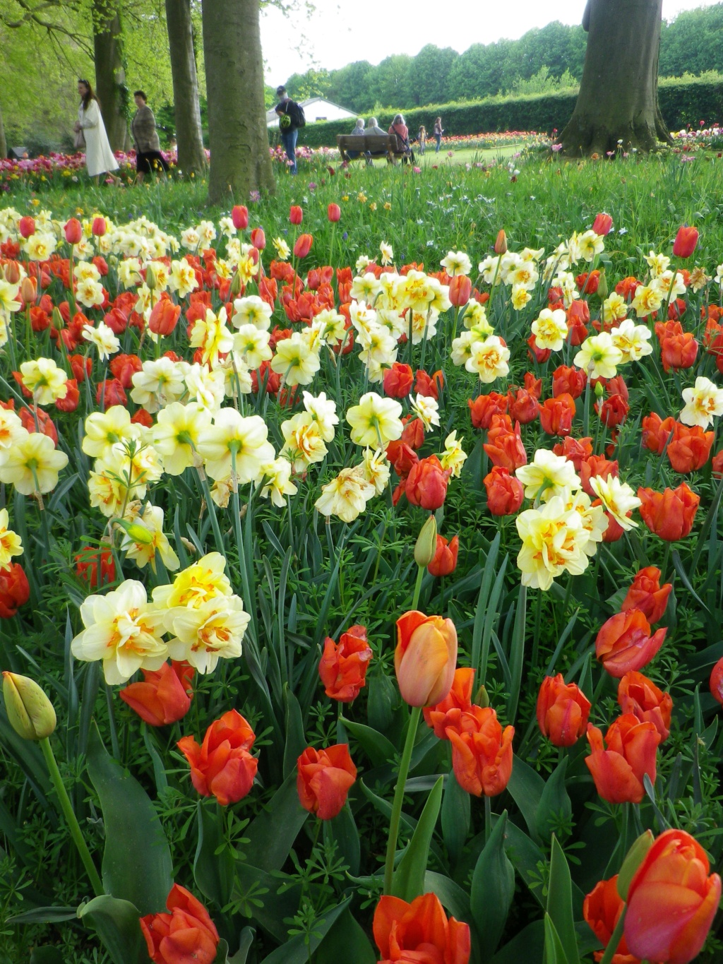 En Belgique, Floralies du château du Grand Bigard,  et   Tulipomania Imgp3191