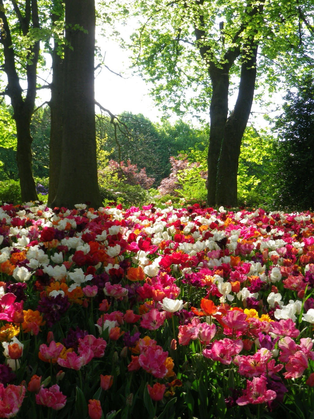 En Belgique, Floralies du château du Grand Bigard,  et   Tulipomania Imgp3214