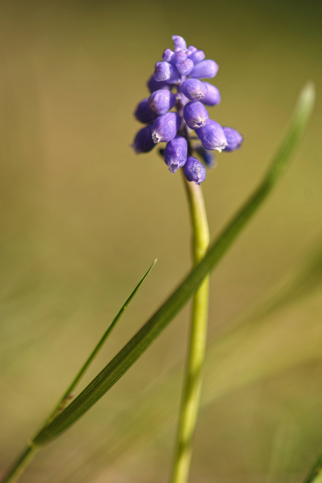 Zeiss Makro-Planar 2/100 ZE vers SA _sdi4710