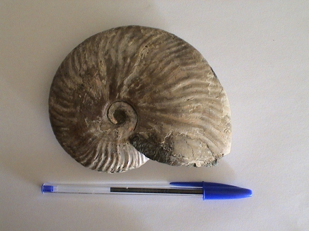 Qué ammonites es Cleon10