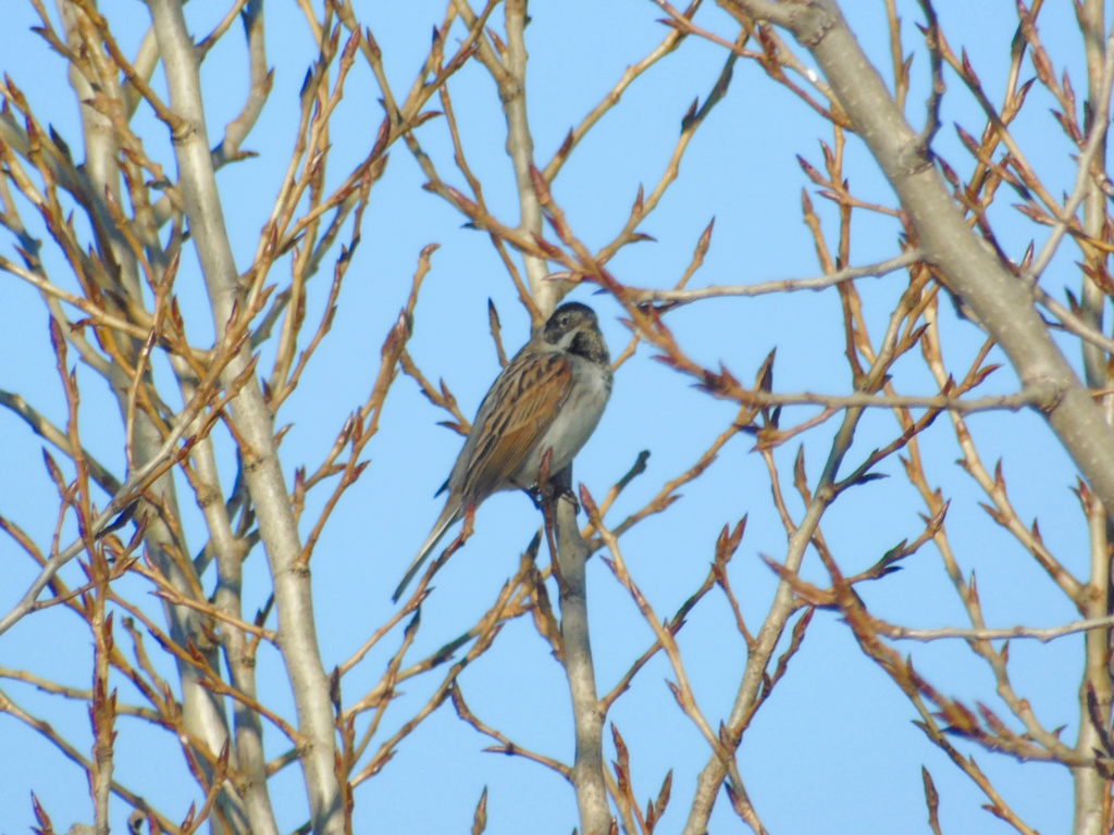 pedido de ID vários herdade da alfarófia 31/12/2018 Dsc03813