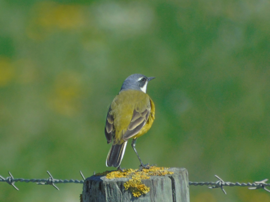 Motacilla flava iberiae Leziria VFX 09/03/2019 Dsc05414