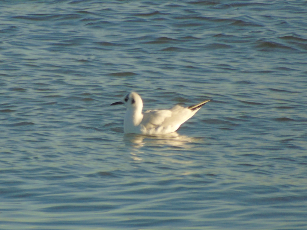 pedido de ID Chroicocephalus  docapesca 11/01/2019 Dsc06911