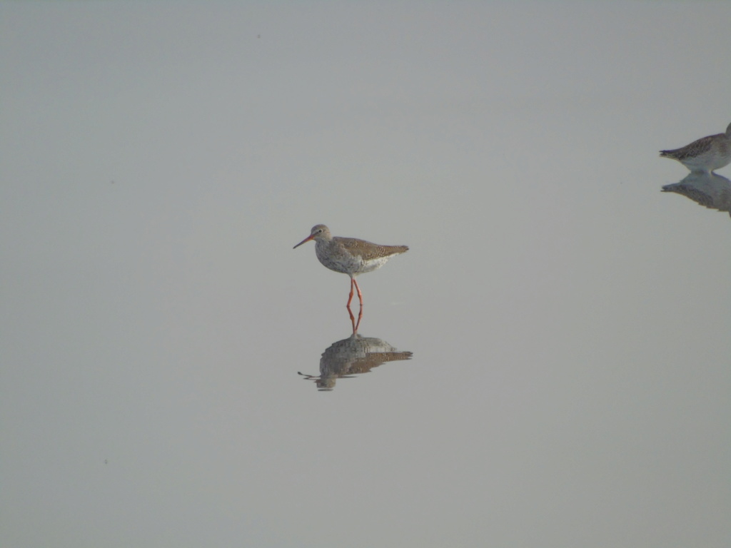 Pedido de ID ribeira das enguias 05/08/2018 Dsc08512