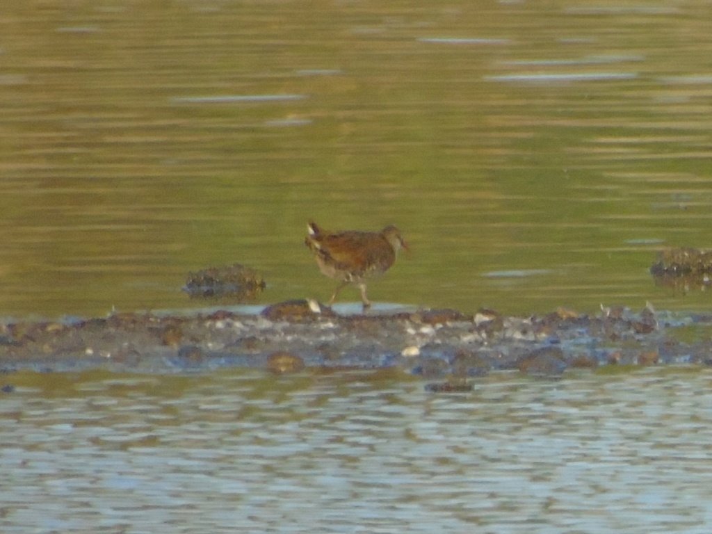 pedido de ID rallus aquaticus? ribeira das enguias 05/08/2018 Dsc08811