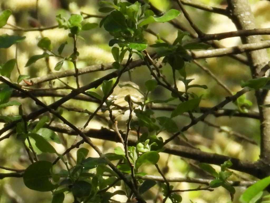 Confirmação de ID Phylloscopus inornatus quinta do pisão 29/03/2019 Dscn1815