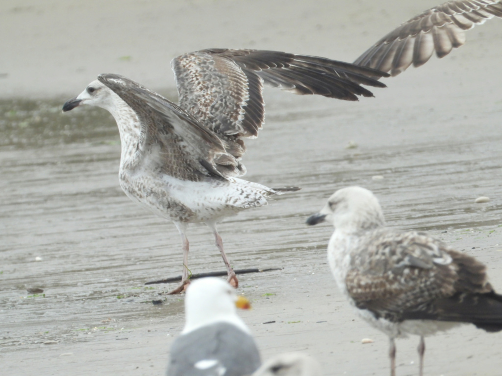 pedido de ID larus dafundo 09/05/2019 Dscn2512