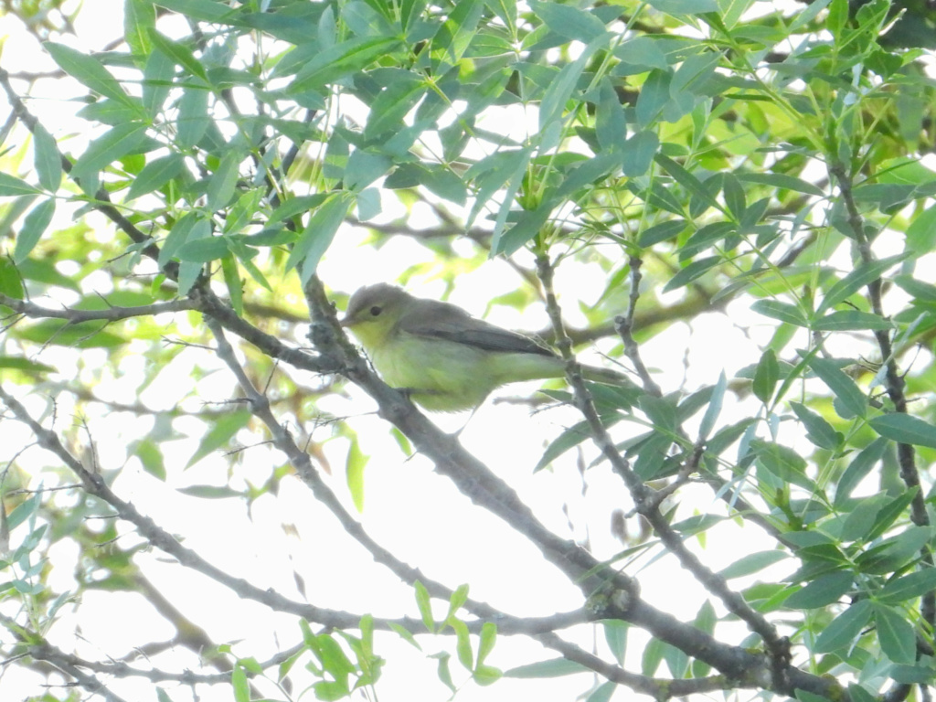 Pedido de ID, felosas, albufeira de Borba 28/04/2019 Dscn6314