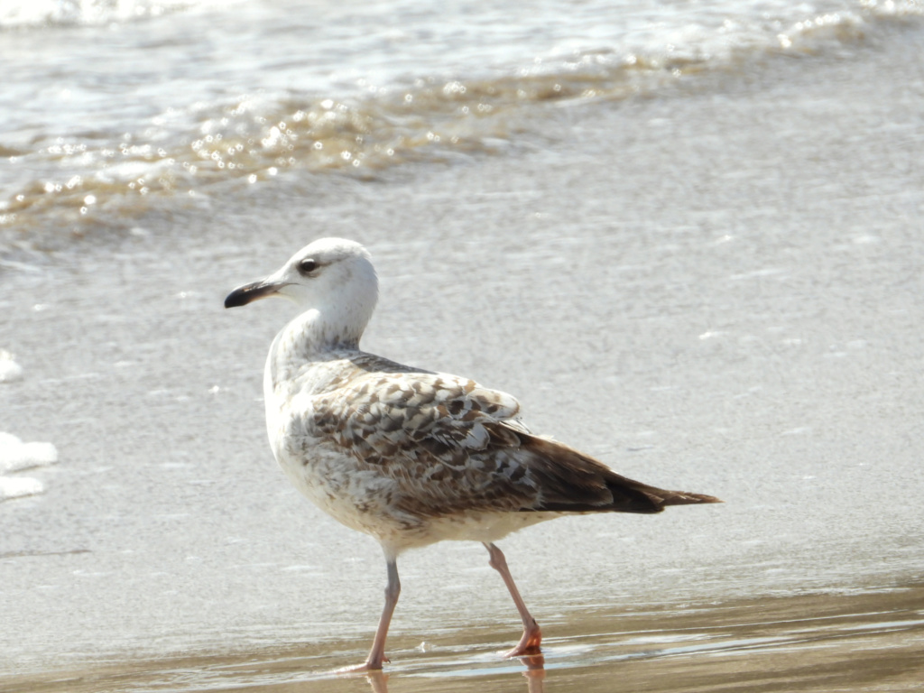 Pedido de ID Larus dafundo 10/04/2019 Dscn8011