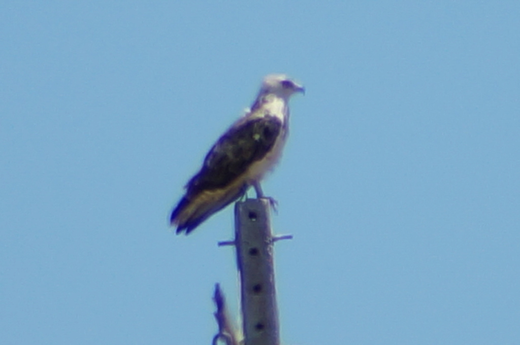 Confirmação de ID águia pesqueira - vila fernando- elvas 26/07/2018 Lrm_e122