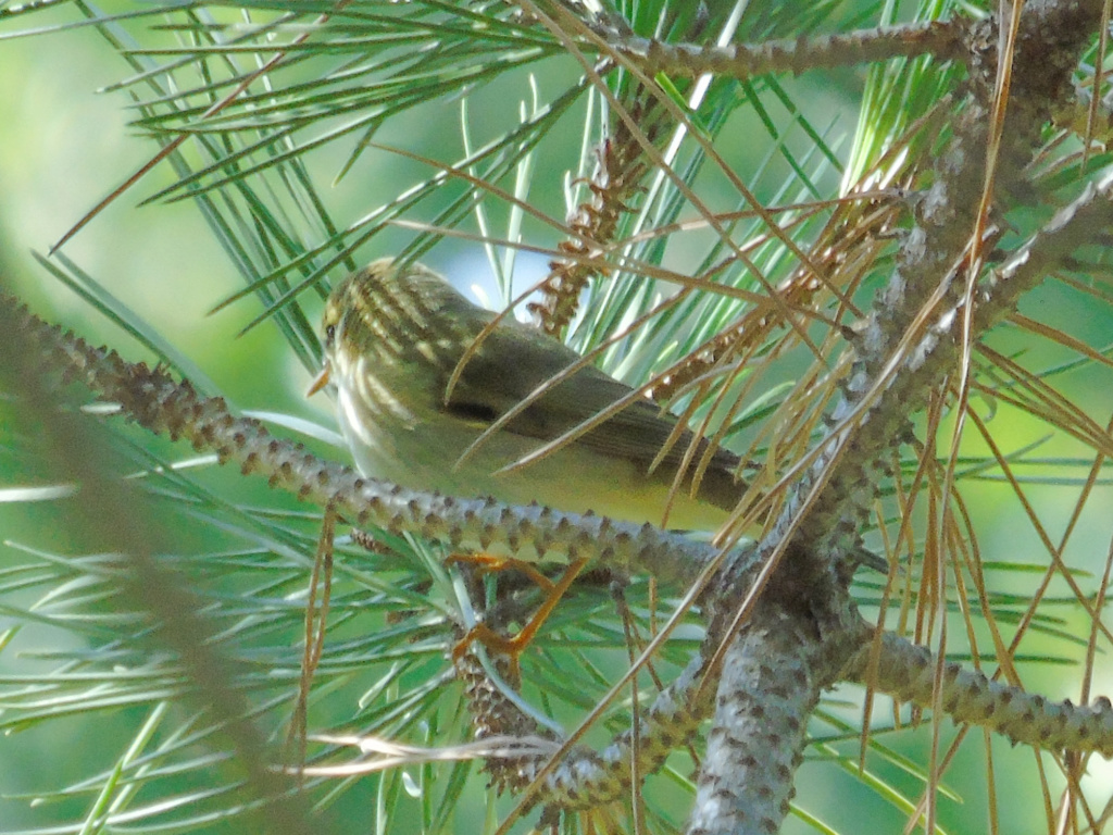 Pedido de ID felosas I - parque tejo 09/09/2018 Lrm_e185