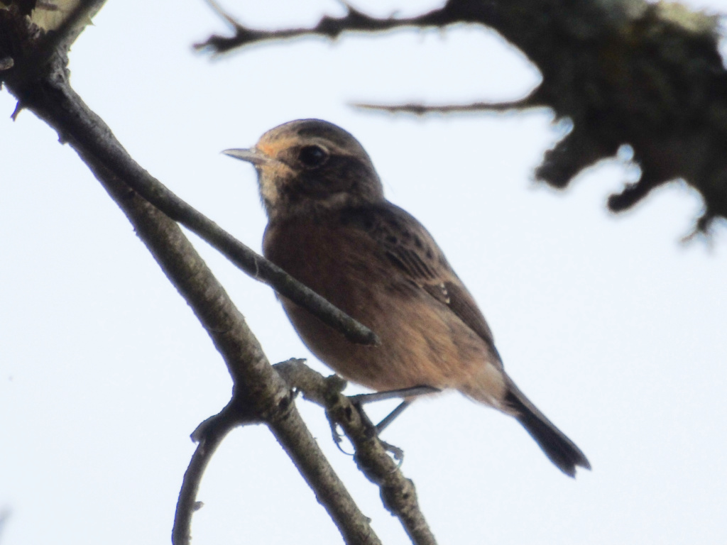 Pedido de ID II albufeira de borba 30/09/2018 Lrm_e266