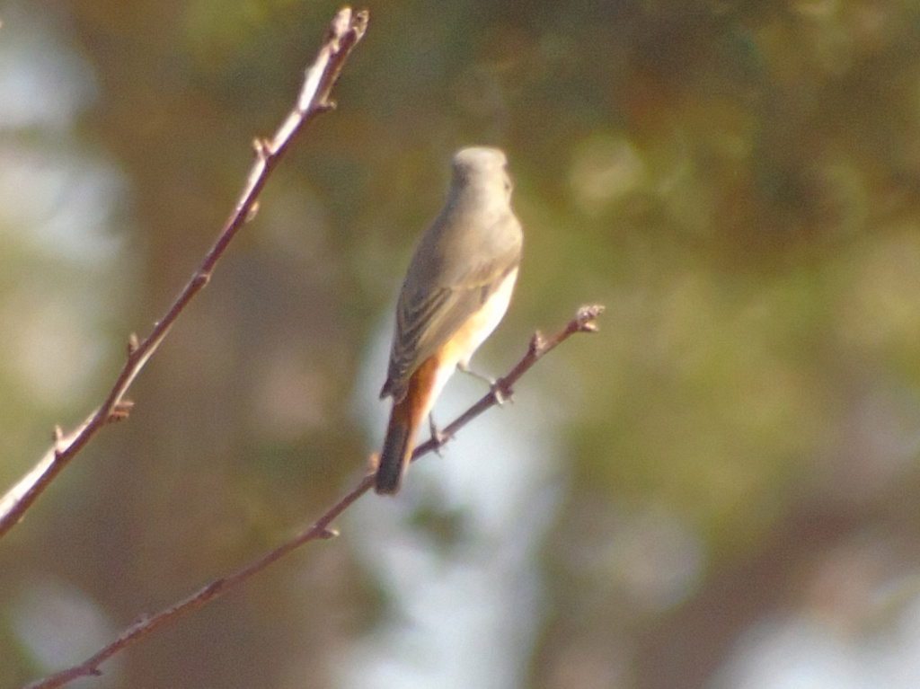 Pedido de ID II albufeira de borba 30/09/2018 Lrm_e268