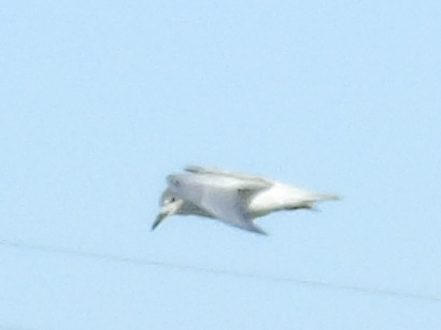 Pedido de ID - chlidonias leucopterus- rubeira das enguias 28/10/2018 Lrm_e333