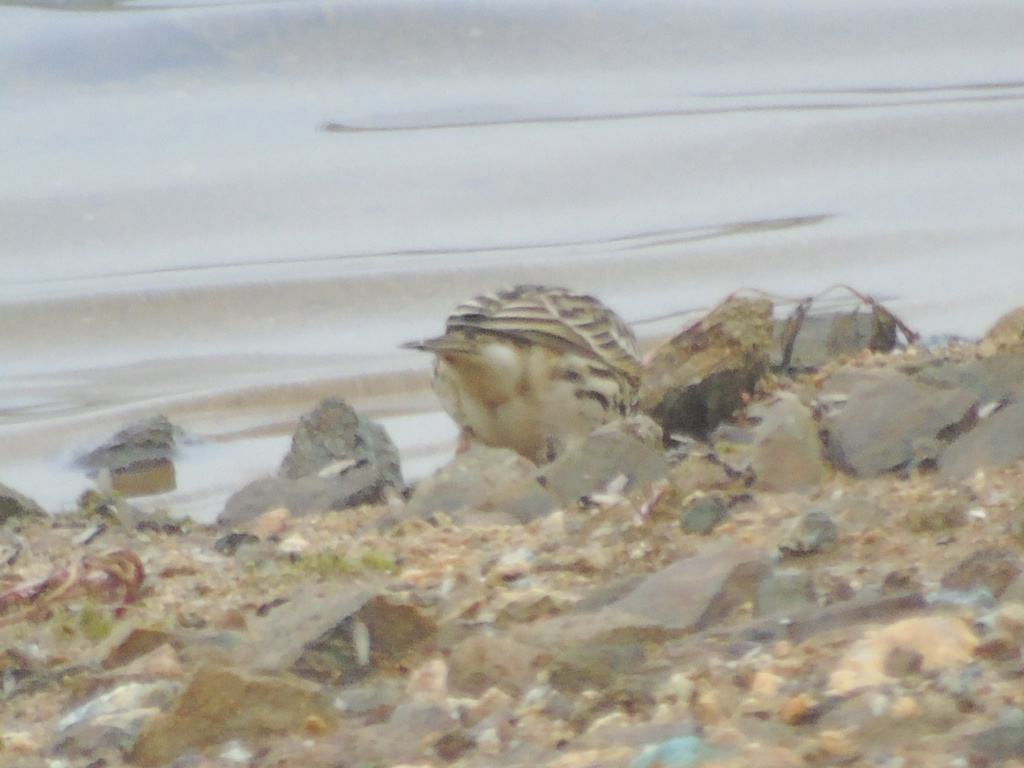 Pedido de ID- anthus cervinus- albufeira dos minutos 03/11/2018 Lrm_e372