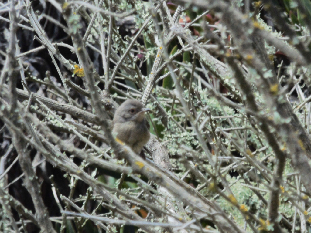 Pedido de ID cabo da roca 01/07/2018 Lrm_ex38