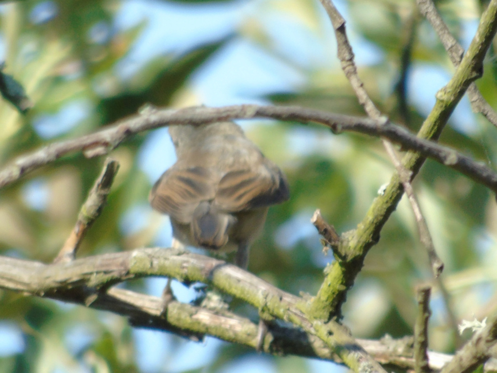 Pedido de ID felosa? Barragem de odivelas 17/07/2018 Lrm_ex64