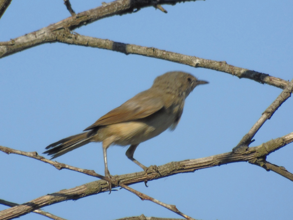 Pedido de ID felosa? Barragem de odivelas 17/07/2018 Lrm_ex65