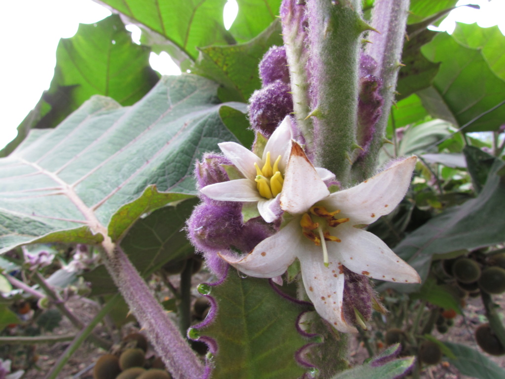 Solanum quitoense - lulo Img_0613
