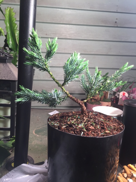 Initial styling: Walmart clearance Blue Star Juniper  0354f210