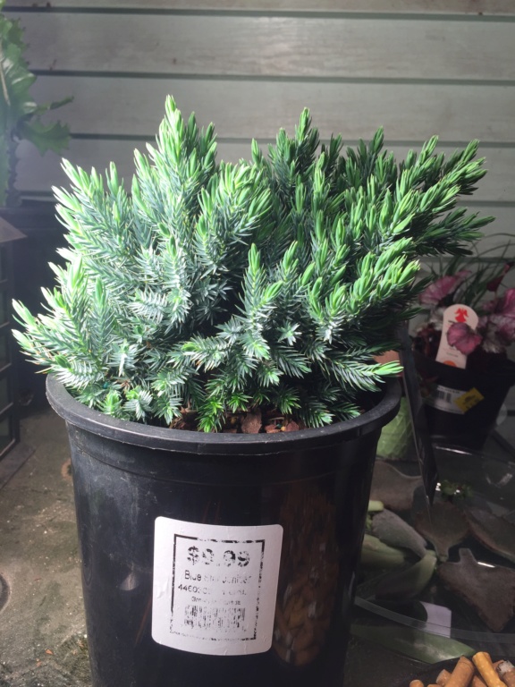 Initial styling: Walmart clearance Blue Star Juniper 09317610