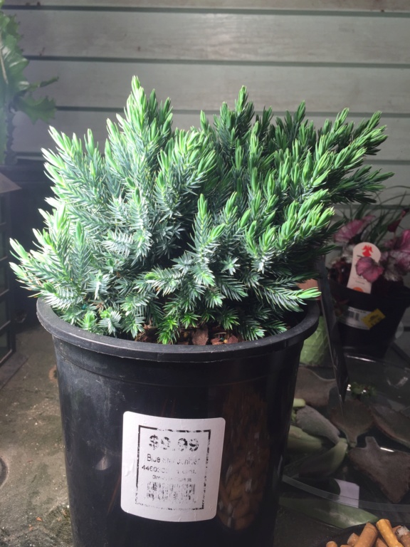 Initial styling: Walmart clearance Blue Star Juniper  09317610